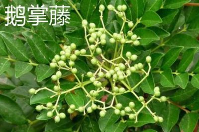 ​鹅掌藤与鹅掌柴的区别