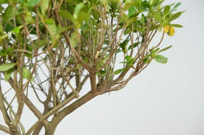 ​西玛杜鹃四季开花吗