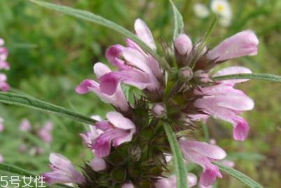 益母草是凉性还是热性 益母草属凉性 益母草是凉性还是热性 益母草属凉性