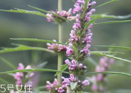 益母草是凉性还是热性 益母草属凉性 益母草是凉性还是热性 益母草属凉性