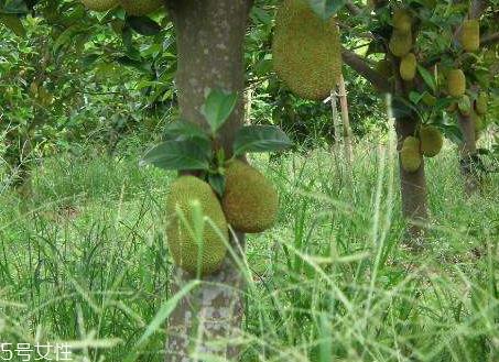 榴莲树苗多少钱一棵 榴莲树苗最新价格