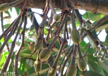 榴莲树苗多少钱一棵 榴莲树苗最新价格