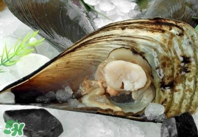 ​带子死了还能吃吗？买带子怎么挑选