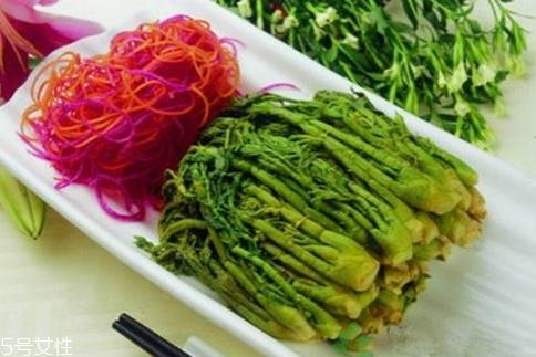 刺老芽什么时候采摘 刺老芽的采摘方法