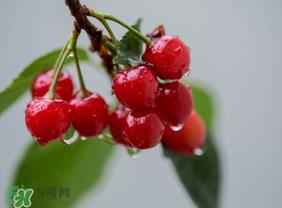 七月份还有樱桃吗？樱桃几月份就没了？