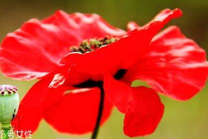 罂粟有毒吗 罂粟花无毒 罂粟有毒吗 罂粟花无毒