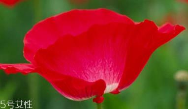 罂粟有毒吗 罂粟花无毒 罂粟有毒吗 罂粟花无毒