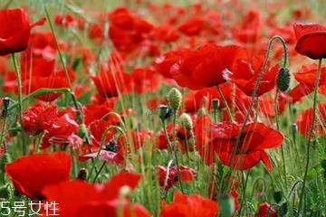 罂粟有毒吗 罂粟花无毒 罂粟有毒吗 罂粟花无毒