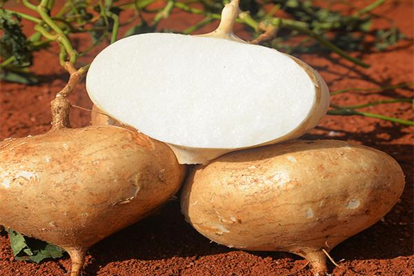 凉薯咳嗽可以吃吗 凉薯怎么剥皮