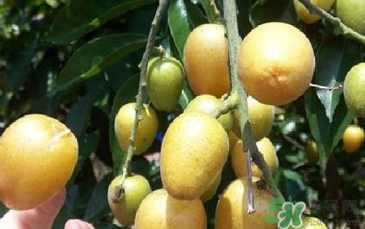 黄皮果核可以种吗？黄皮果核可以吃吗