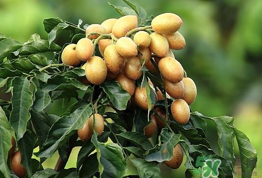 黄皮果核可以种吗？黄皮果核可以吃吗