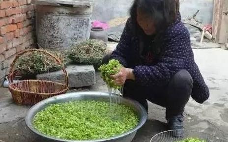 榆钱怎么蒸？蒸榆钱的做法