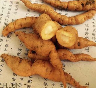 ​鲜地黄是什么？鲜地黄有什么功效？