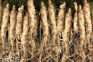 东北人参怎么保存 保存方法