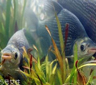 鳊鱼是什么鱼 鳊鱼是淡水鱼