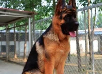 ​加州王蛇性格，加州王蛇脾气