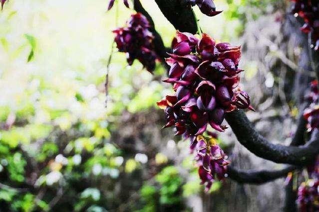 衢州三衢石林的,被评为全国第一个4A级石林景区!!