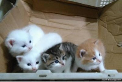 ​猞猁和豹猫哪个厉害 豹猫和猞猁是一种动物吗？