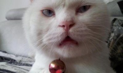 ​观赏鱼能陪你多长时间的时间