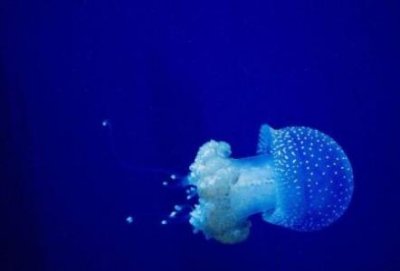 ​为什么千万不要养水母宝宝存活低寿命短还有危险
