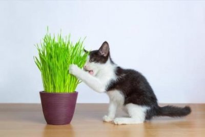 ​猫咪能精准导航，吃饭得先闻，鼻子是决定胃口的关键