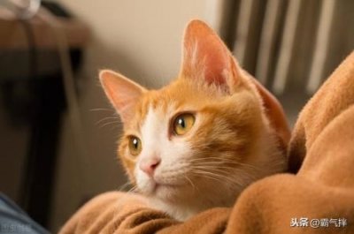 ​布偶猫怀孕症状