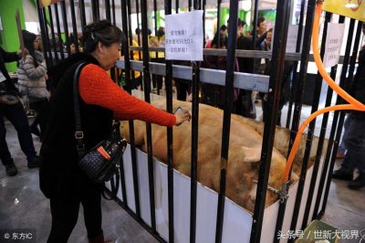 ​世界上最重的猪1480斤，关键还长出了獠牙