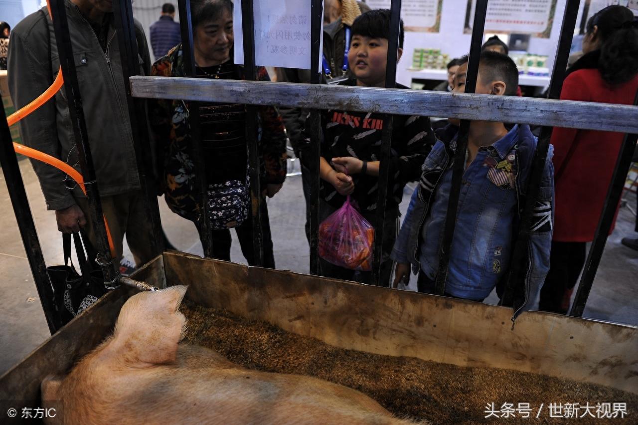 世界上最重的猪1480斤，关键还长出了獠牙