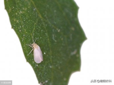 ​白粉虱最详细的图文识别与防治方法
