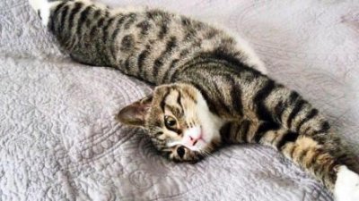 ​最聪明的5种猫！狸花猫竟然没有上榜，网友：我养的是大笨猫？