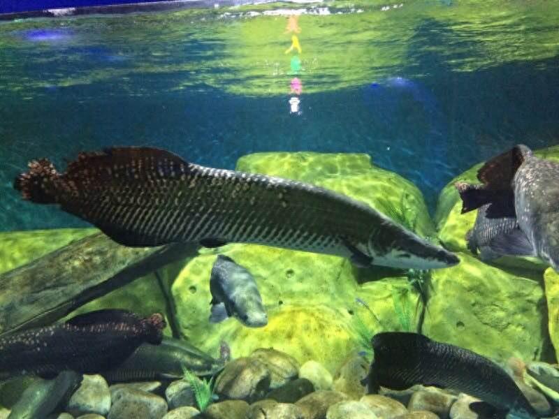 保定这个最大的生态园是居然是免费开放的，还有海洋馆和水上乐园，夏天去消暑棒极了！