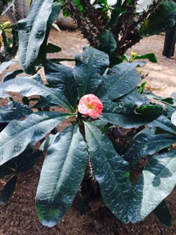 保定这个最大的生态园是居然是免费开放的，还有海洋馆和水上乐园，夏天去消暑棒极了！