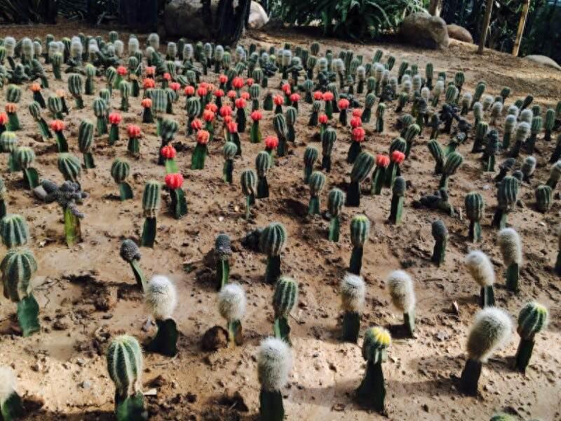 保定这个最大的生态园是居然是免费开放的，还有海洋馆和水上乐园，夏天去消暑棒极了！