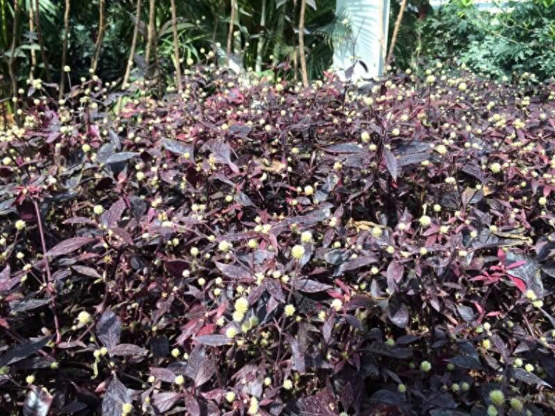保定这个最大的生态园是居然是免费开放的，还有海洋馆和水上乐园，夏天去消暑棒极了！