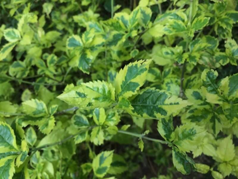 保定这个最大的生态园是居然是免费开放的，还有海洋馆和水上乐园，夏天去消暑棒极了！