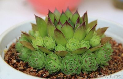 ​多肉植物百科之观音莲 好看且好养