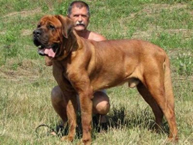 ​日本土佐：亚洲第一烈性斗犬