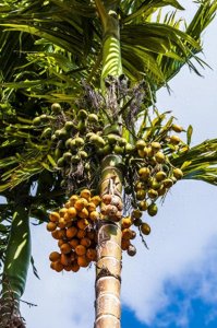 ​嚼摈榔嚼到吐血，揭秘槟榔究竟能不能吃
