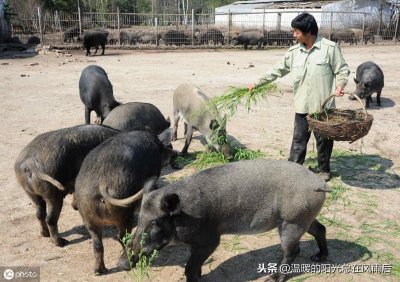 ​小型养殖适合养什么 十个农村养殖致富项目