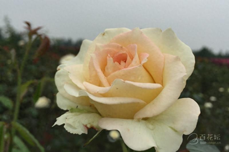 成都周边一个赏花必去的地方——天府玫瑰谷