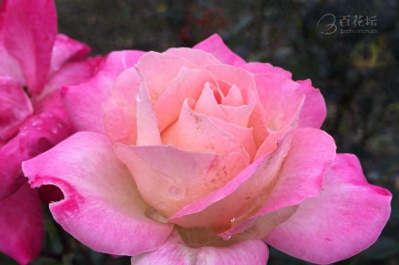 成都周边一个赏花必去的地方——天府玫瑰谷