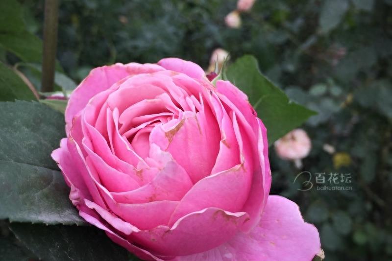 成都周边一个赏花必去的地方——天府玫瑰谷