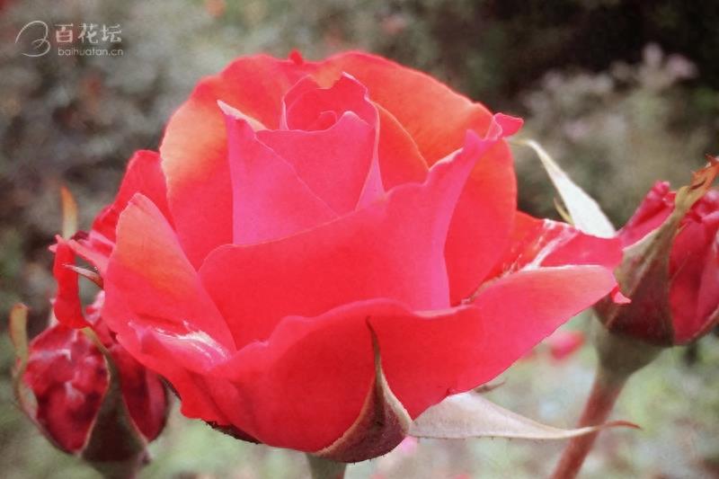 成都周边一个赏花必去的地方——天府玫瑰谷