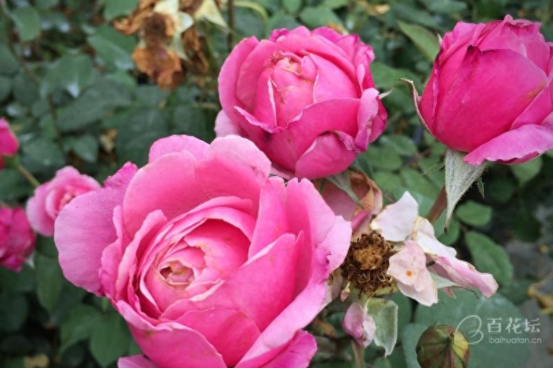 成都周边一个赏花必去的地方——天府玫瑰谷