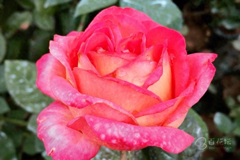 成都周边一个赏花必去的地方——天府玫瑰谷