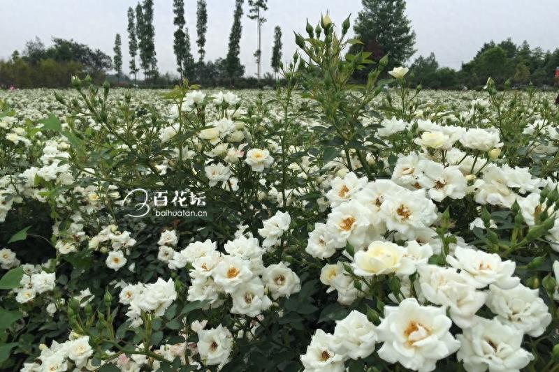 成都周边一个赏花必去的地方——天府玫瑰谷