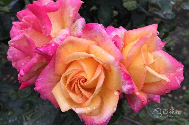 成都周边一个赏花必去的地方——天府玫瑰谷