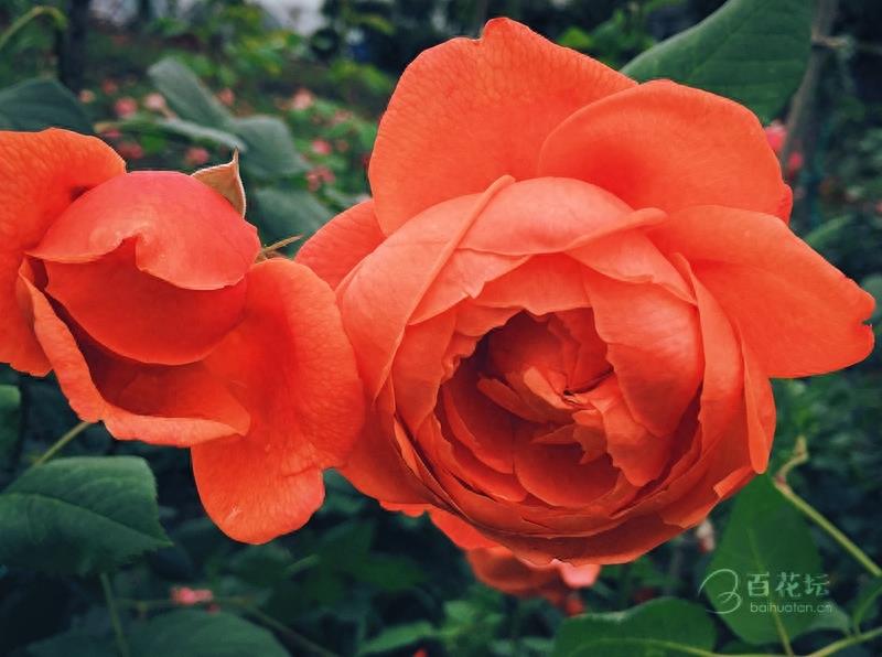 成都周边一个赏花必去的地方——天府玫瑰谷