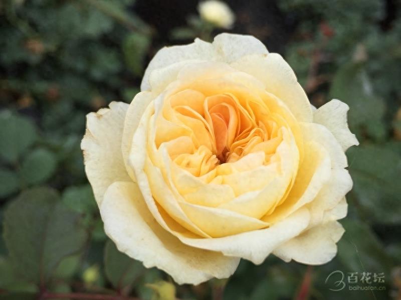 成都周边一个赏花必去的地方——天府玫瑰谷