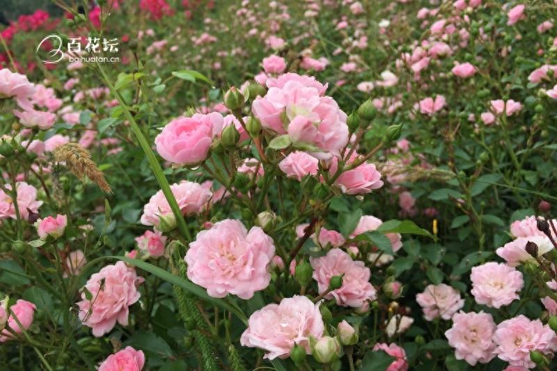 成都周边一个赏花必去的地方——天府玫瑰谷